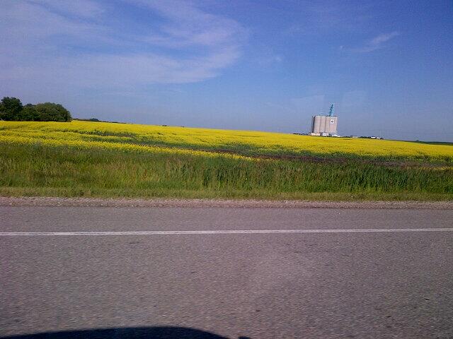 A canola field just outside of Young, SK on the way to Humboldt.